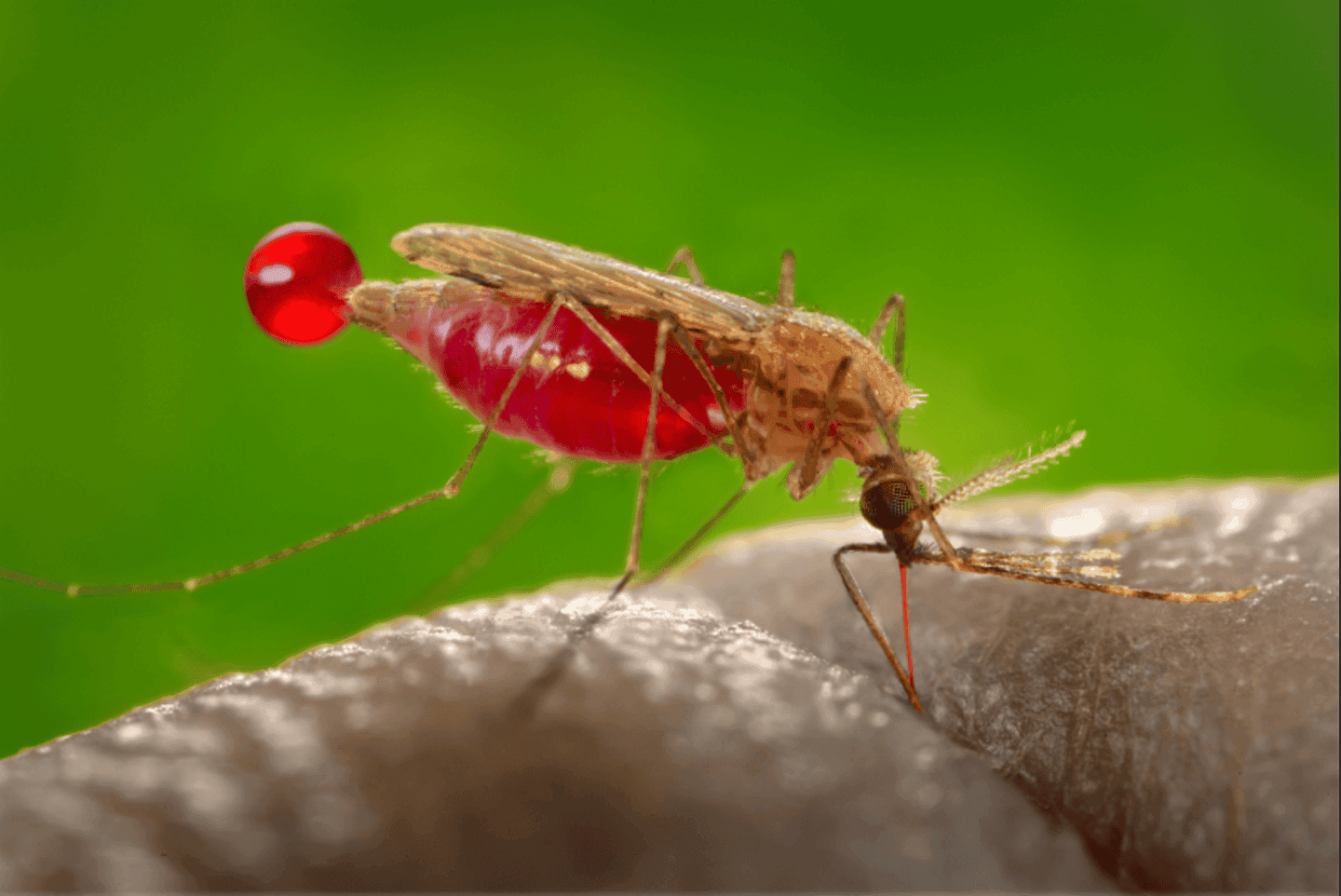 Anopheles mosquito vector